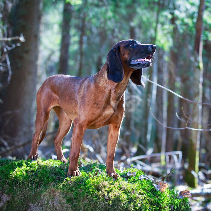 Fototapete Hund auf einem Felsen stehend