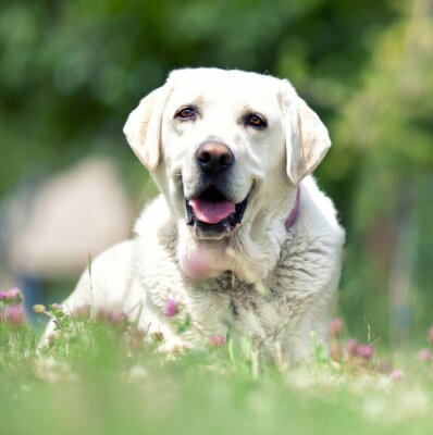 Fototapete Hund auf grünem Gras