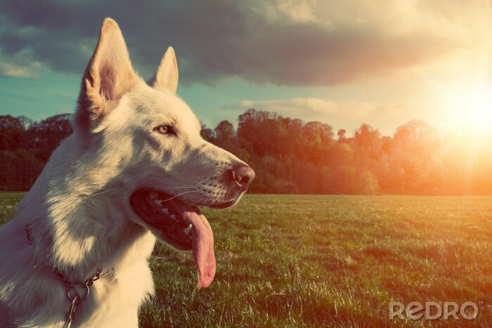 Fototapete Hund im Sonnenuntergang