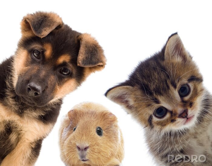 Fototapete Hund, Katze und Meerschweinchen schauen in die Kamera