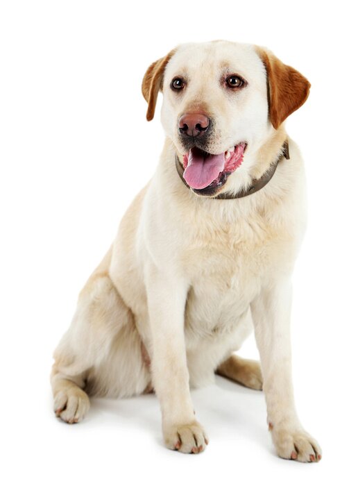 Fototapete Hund mit braunen Ohren