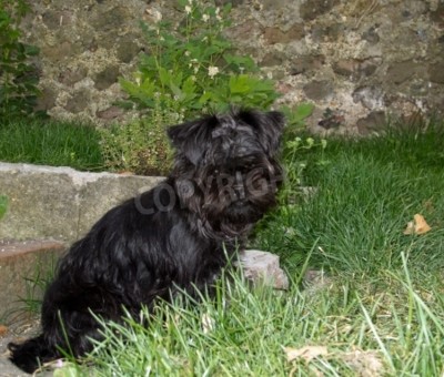 Fototapete Hund mit einer Betonwand im Hintergrund