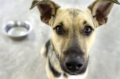 Hund mit einer Schüssel