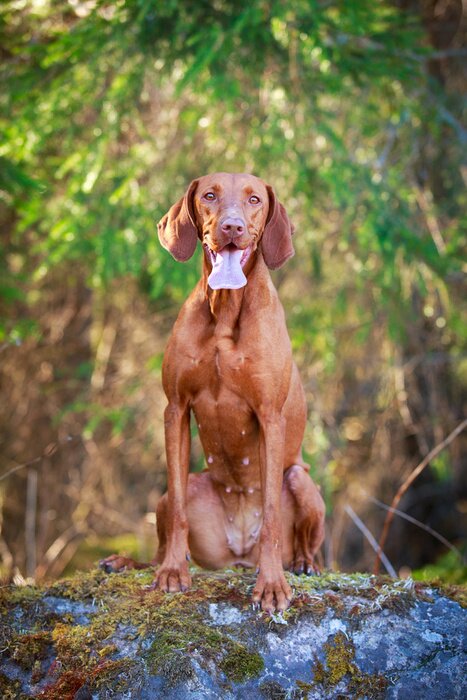 Fototapete Hund sitzt auf einem Felsen