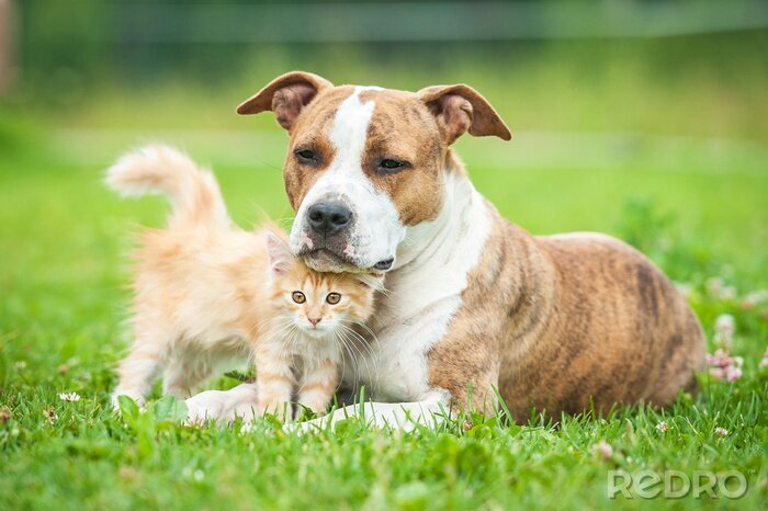 Fototapete Hund und Katze auf dem Rasen