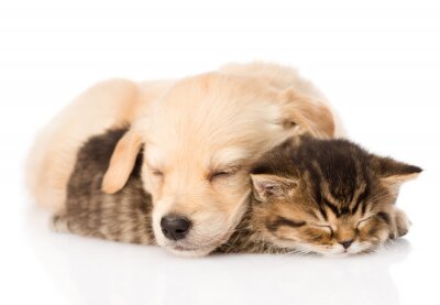 Fototapete Hund und Katze im Schlaf