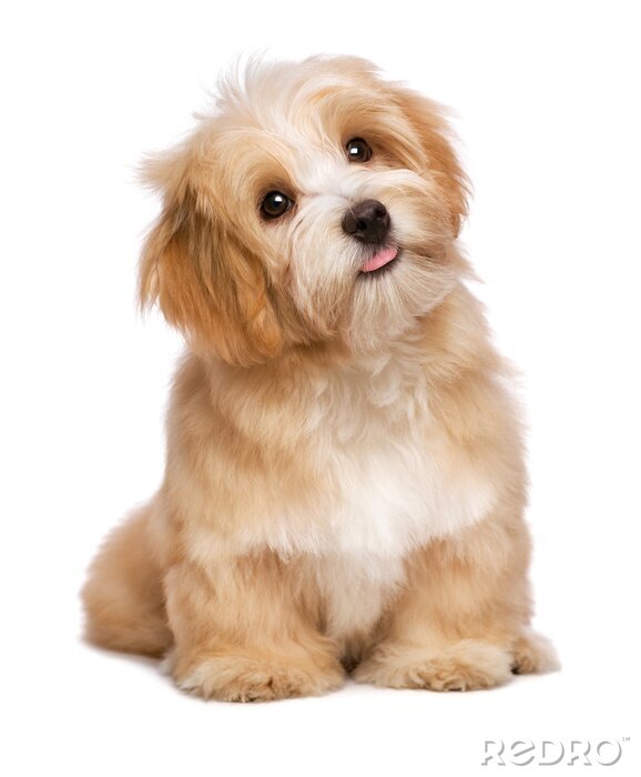 Fototapete Hunde flauschiger Hundewelpe mit zur Seite geneigtem Kopf