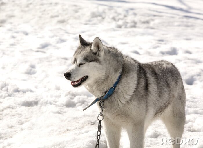 Fototapete Hunde Freude im Schnee