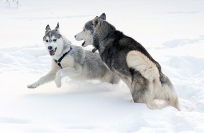 Fototapete Hunde Freude im Schnee im Wald
