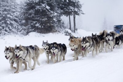 Fototapete Hunde Freude im Schnee unter Natur