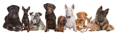 Fototapete Hunde in verschiedenen Farben auf weißem Hintergrund