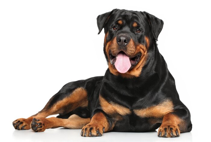 Fototapete Hunde muskulöser Rottweiler mit herausgestreckter Zunge
