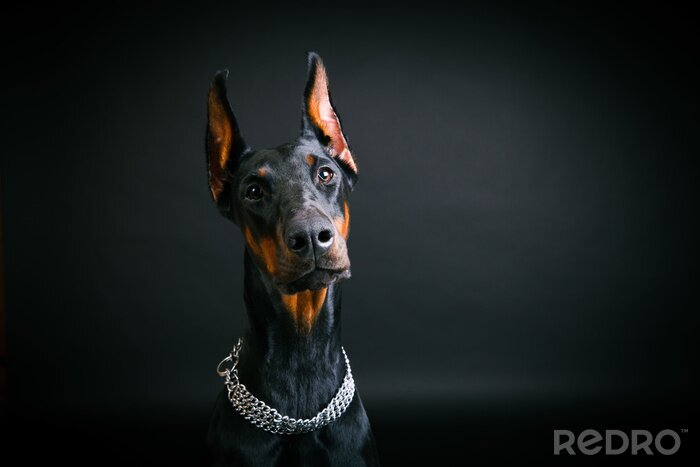 Fototapete Hunde schwarzer Dobermann in silberner Kette
