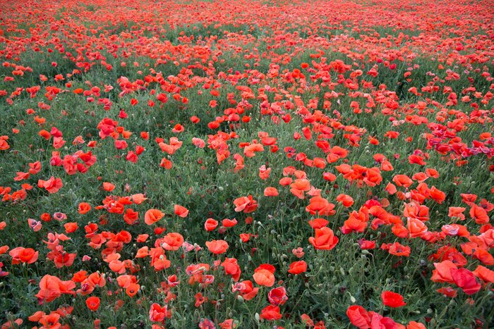Fototapete Hunderte von Mohnblumen auf der Wiese