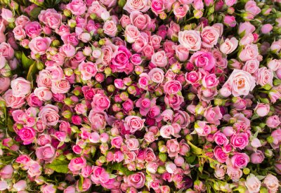 Fototapete Hunderte von rosa Rosen