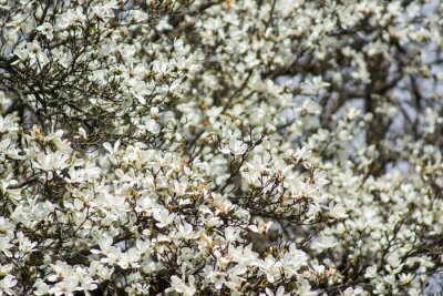 Fototapete Hunderte von weißen Magnolien