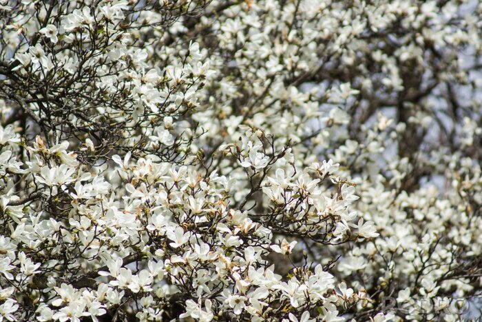 Fototapete Hunderte von weißen Magnolien