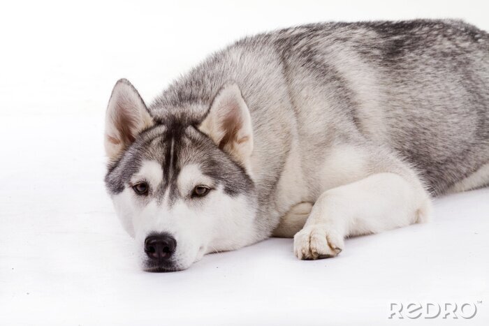 Fototapete Husky am Schnee liegend