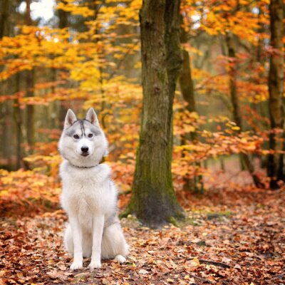 Fototapete Husky im Herbstwald
