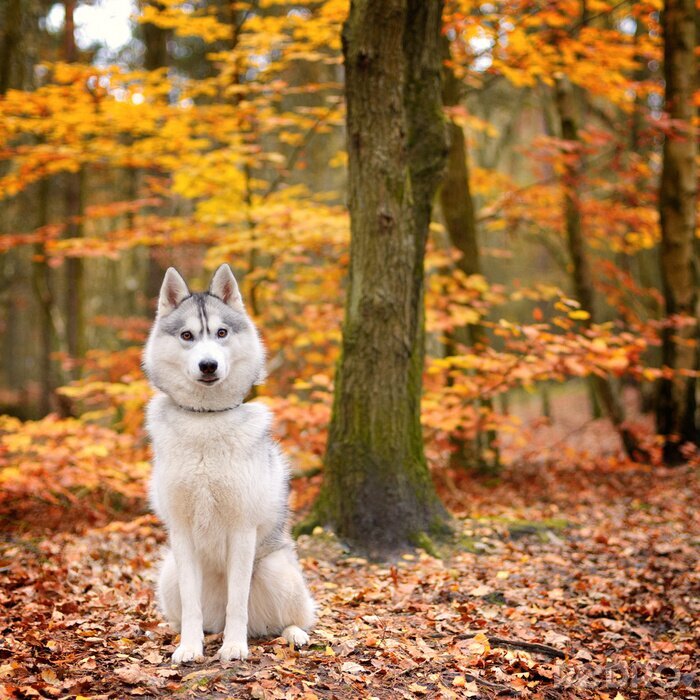 Fototapete Husky im Herbstwald