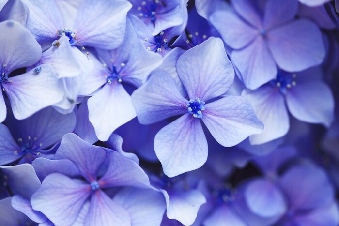 Fototapete Hyazinthe blüht Makro