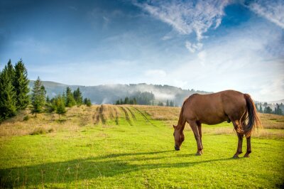 Fototapete Idyllische landschaft mit einem pferd
