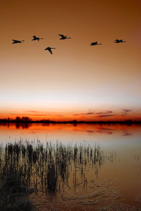Fototapete Idyllische Landschaft mit Vögeln