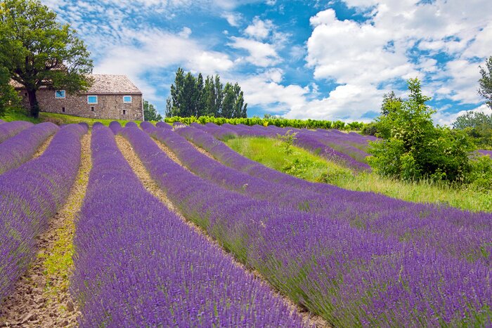 Fototapete Idyllisches Motiv mit Lavendel