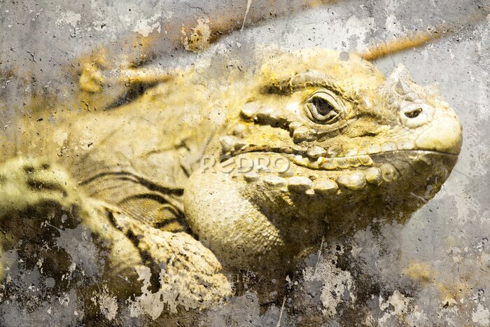 Fototapete Iguana Closeup erschossen, Künstlerisches Portrait mit strukturiertem Hintergrund