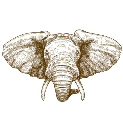 Fototapete Illustration eines Elefanten in Sepia