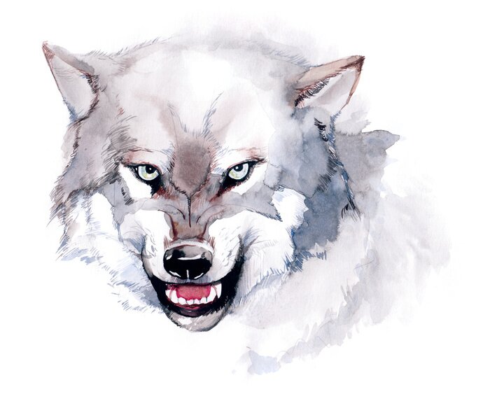 Fototapete Illustration eines Wolfes in Aquarell