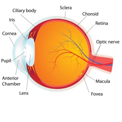 Fototapete Illustration mit der Anatomie des menschlichen Auges