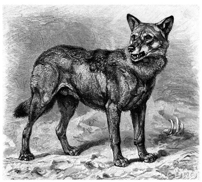 Fototapete Illustration mit grauem Wolf