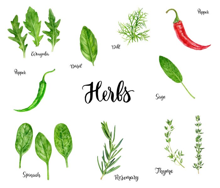 Fototapete Illustration mit grünen Kräutern