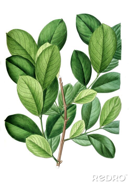 Fototapete Illustration of plant