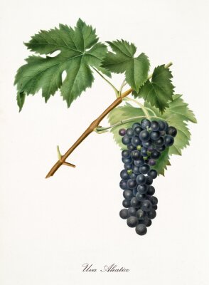 Illustrierte Natur Traube auf einem Zweig