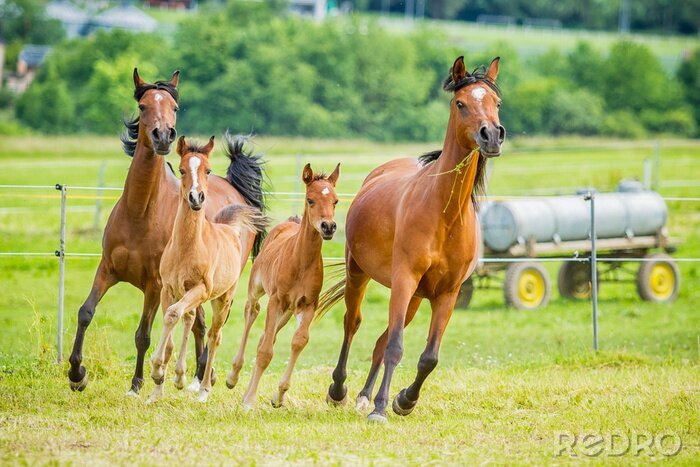 Fototapete Im auslauf rennende gruppe von pferden
