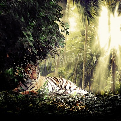 Fototapete Im dschungel liegender tiger