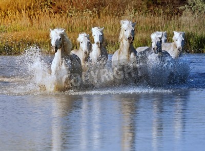 Fototapete Im fluss laufende pferde