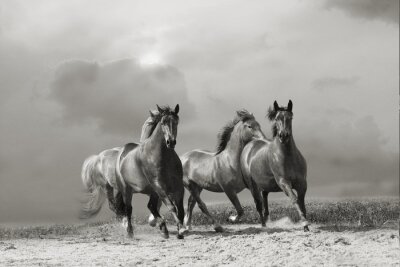 Fototapete Im grauen staub laufende pferde