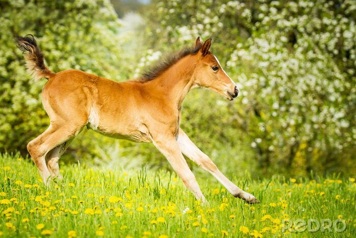 Fototapete Im grün springendes fohlen