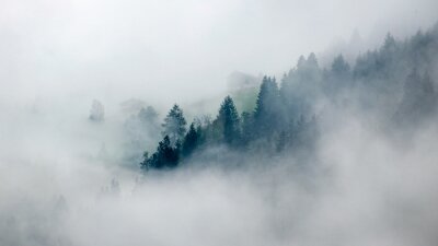 Fototapete Im nebel verblassende bäume