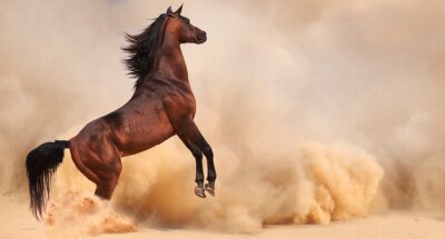Im sand springendes pferd