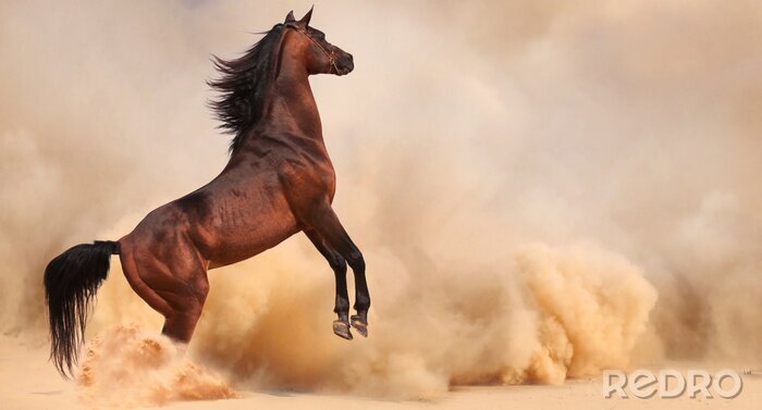 Fototapete Im sand springendes pferd