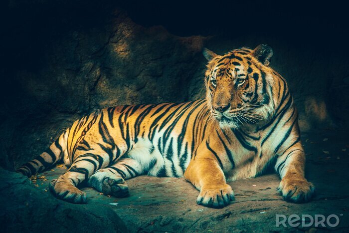 Fototapete Im schatten liegender tiger