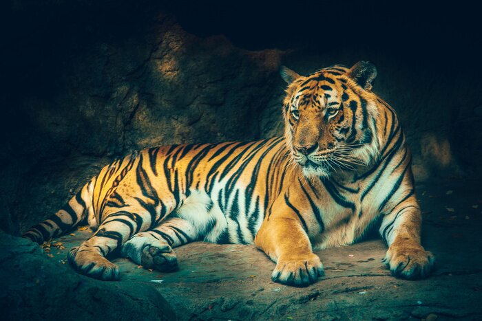 Fototapete Im schatten liegender tiger