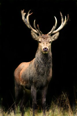 Fototapete Im Schatten stehendes Tier