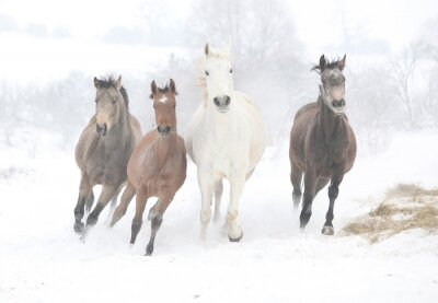 Im schnee rennende vier pferde