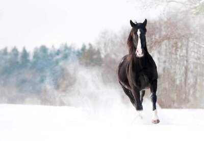 Fototapete Im schnee rennendes dunkles pferd