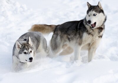 Fototapete Im Schnee spielende Hunde